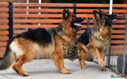German Shepherd dogs for sale: TWO ADULT LONGHAIRED GSD FEMALES  - Image 1