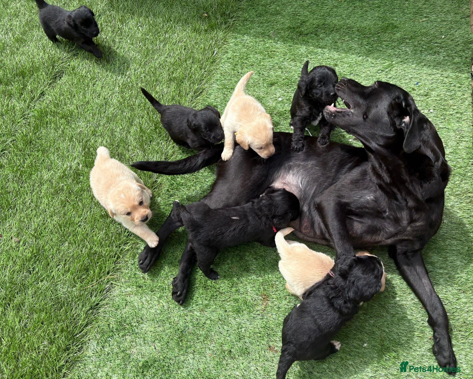 Labradoodle dogs F1 labradoodle pup. Parents health tested & KC reg - Advert 6