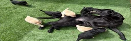 Labradoodle dogs for sale: F1 labradoodle pup. Parents health tested & KC reg - Advert 1