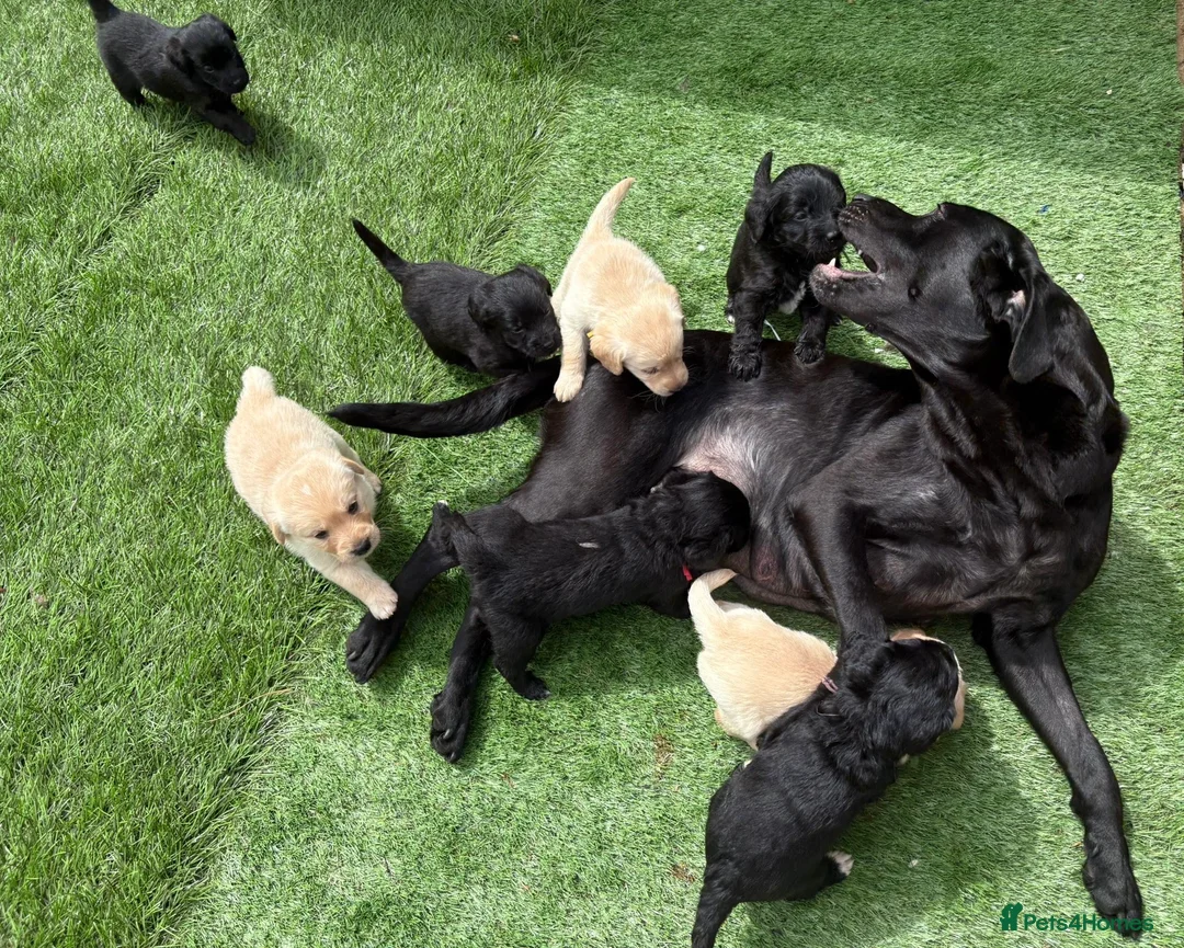 Labradoodle dogs for sale: F1 labradoodle pup. Parents health tested & KC reg - Advert 1