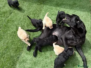 Labradoodle dogs F1 labradoodle pup. Parents health tested & KC reg - Advert 6