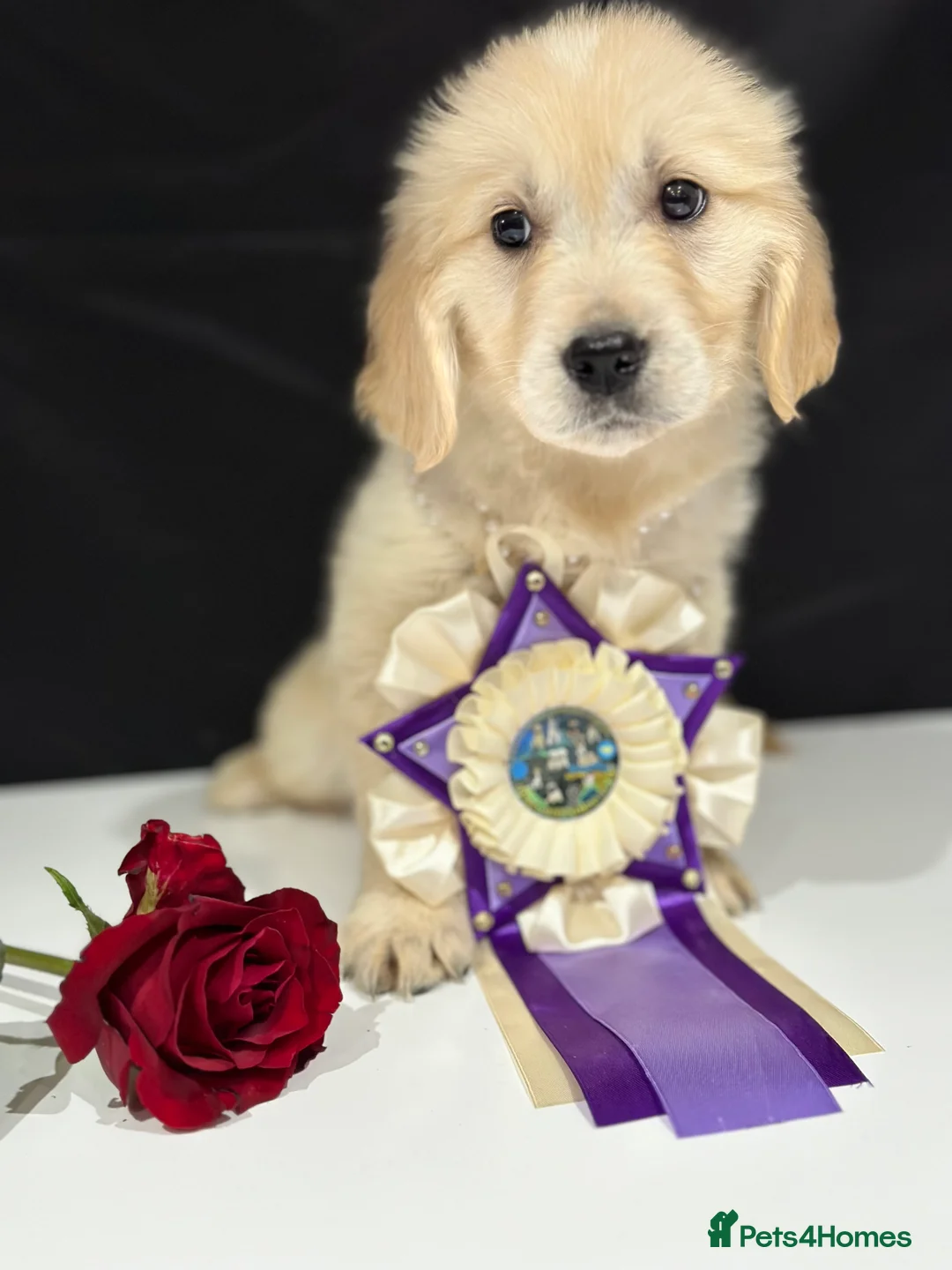 Golden Retriever dogs for sale: 35*GEN KC/FCI Dad Champion Health Certificated - Advert 7