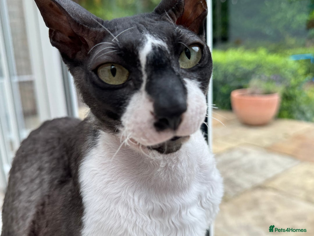 Cornish Rex cats for sale: Selling our beautiful Cornish Rex brothers - Image 14