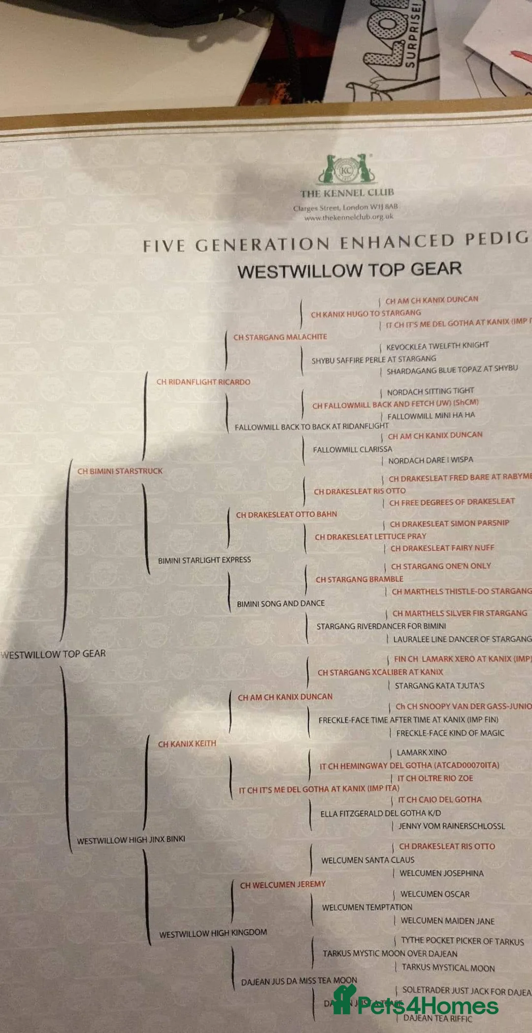 Miniature Dachshund dogs for stud: Miniature Wirehaired Dachshund for Stud in Ringwood - Advert 7