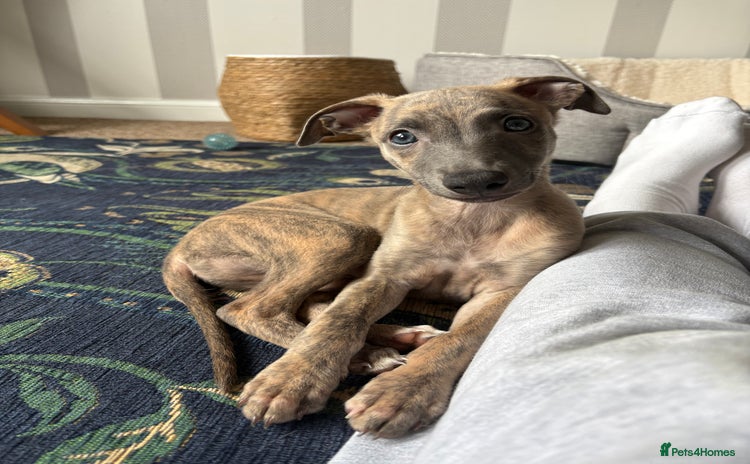 Whippet dogs - Advert 1