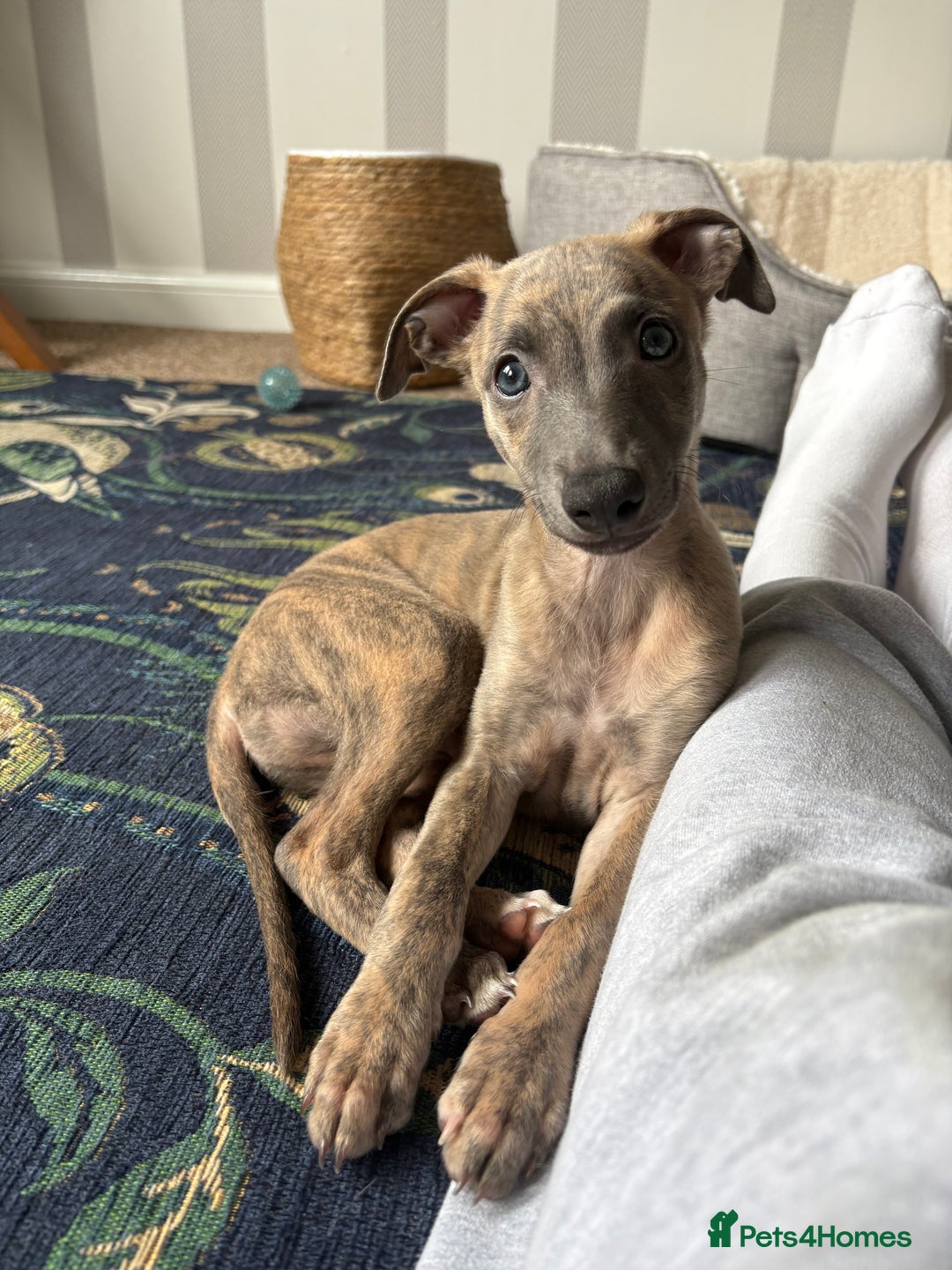 Whippet dogs for sale: Whippet Boy - Image 1