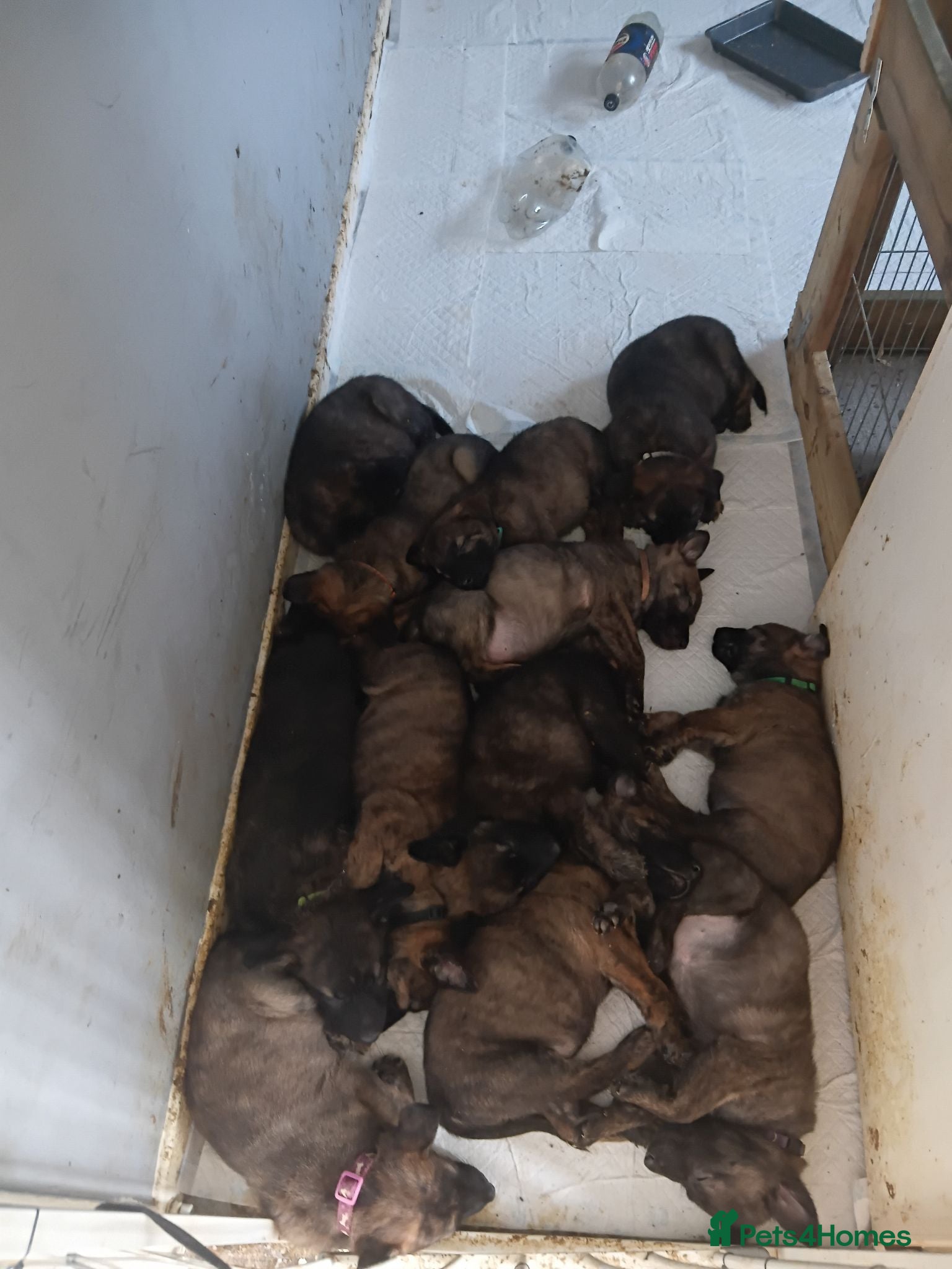 Mixed Breed dogs German shepherd x dutch shepherd  - Advert 2