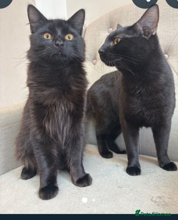 Mixed Breed cats 2 x Male Cats  - Advert 1
