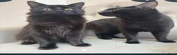 Mixed Breed cats for sale: 2 x Male Cats  in Dukinfield - Advert 1