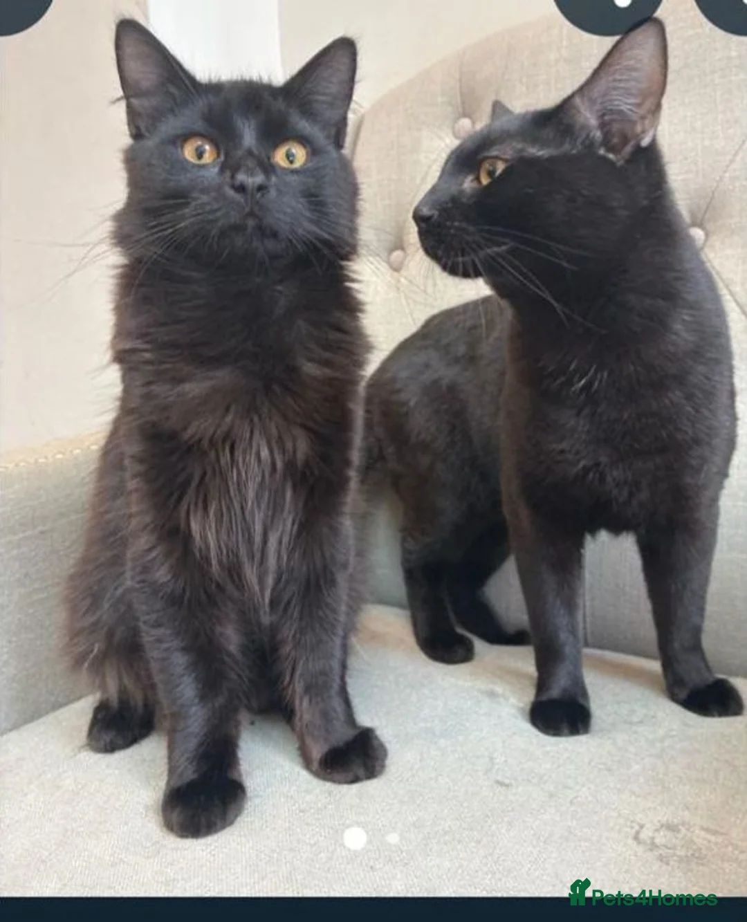 Mixed Breed cats for sale: 2 x Male Cats  in Dukinfield - Advert 1