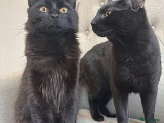 Mixed Breed cats 2 x Male Cats - Advert 1