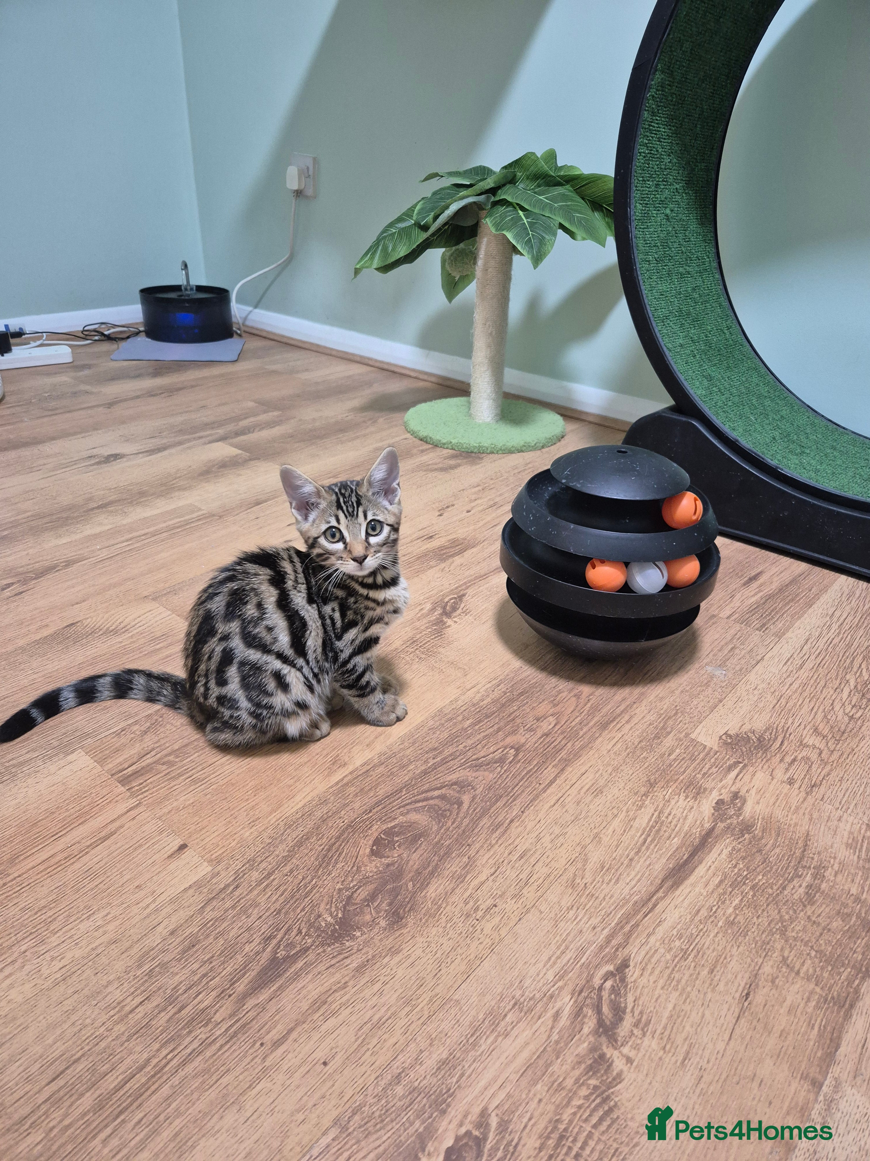 Bengal cats Brown Charcoal Bengals – Girl & Boy – Reserve🥰 - Advert 2