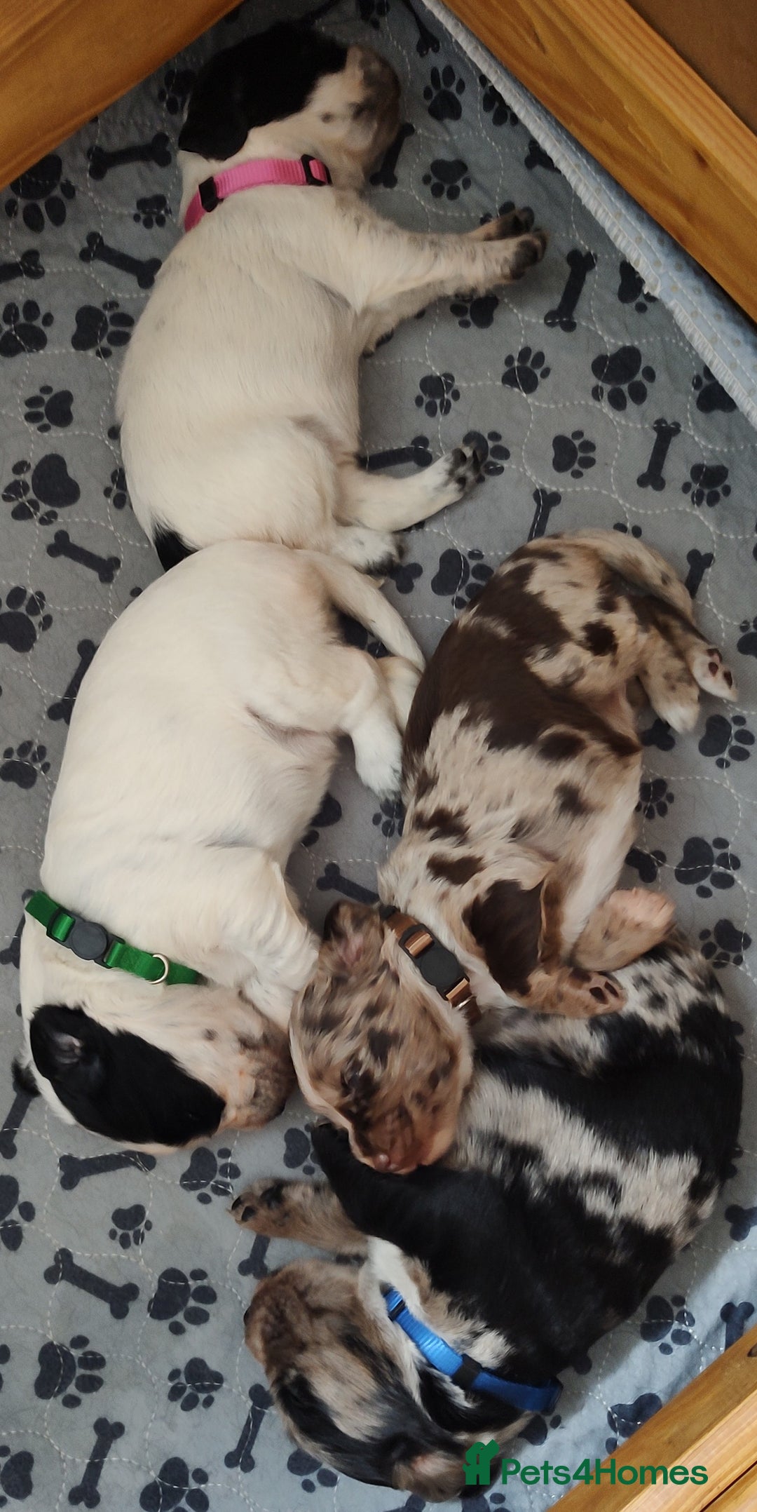 Sprocker dogs for sale: STRIKING SPROCKER SPANIEL PUPPIES  - Image 32