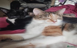 Mixed Breed cats for sale: Fluffy girls - Advert 1