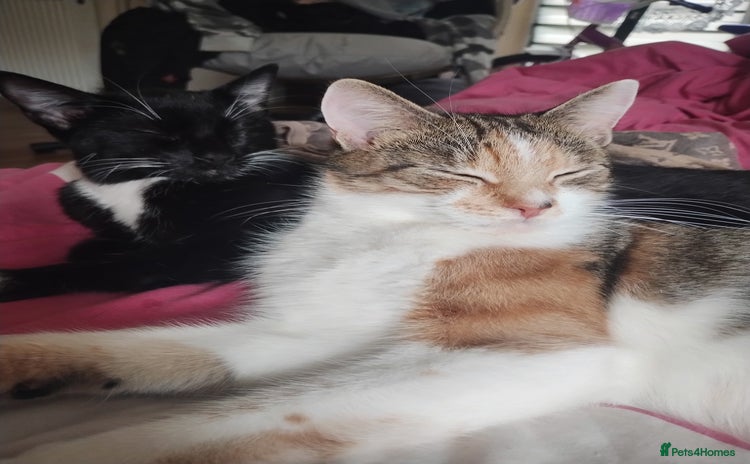 Mixed Breed cats Fluffy girls - Advert 1