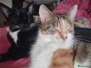 Mixed Breed cats Fluffy girls - Advert 8