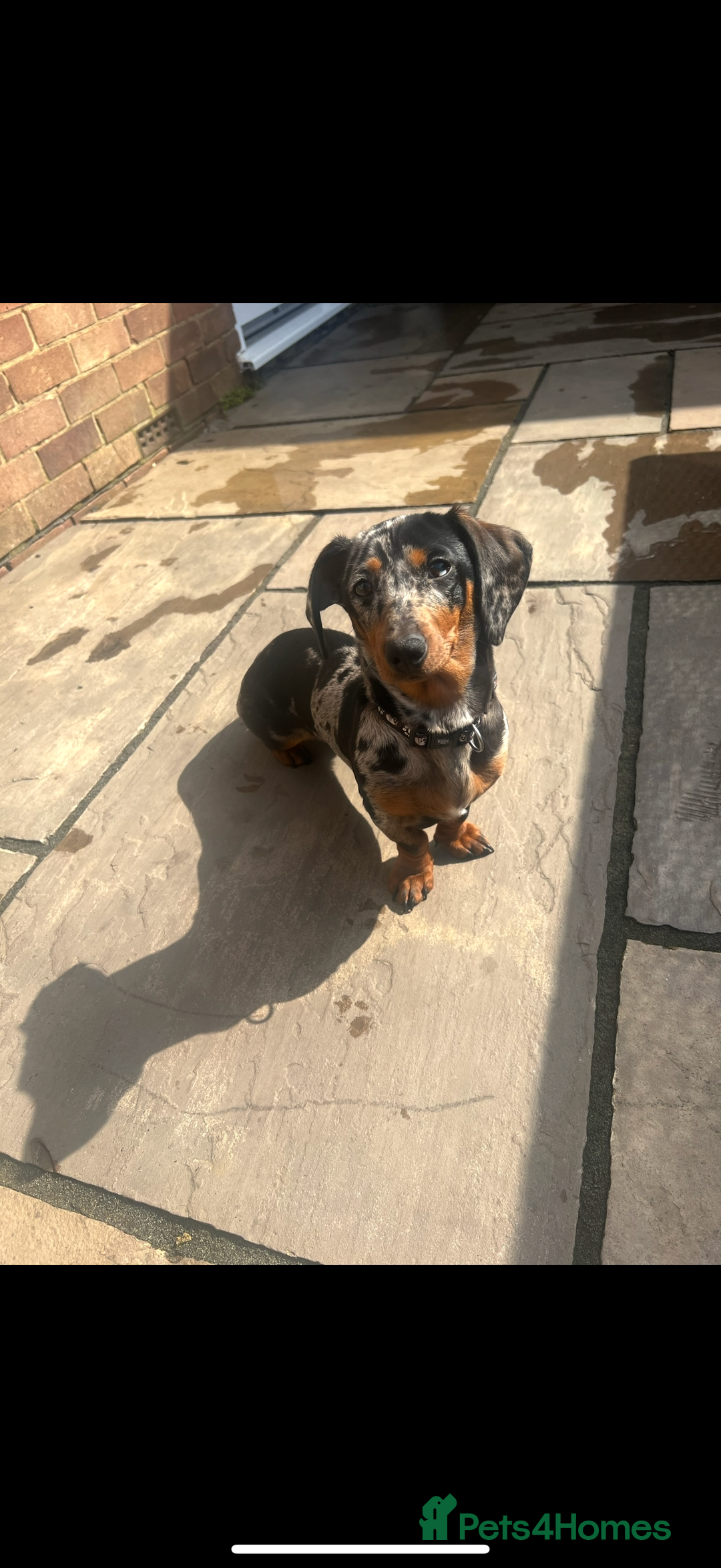 Miniature Dachshund dogs for sale: Miniature dachshund puppies for sale  - Advert 9