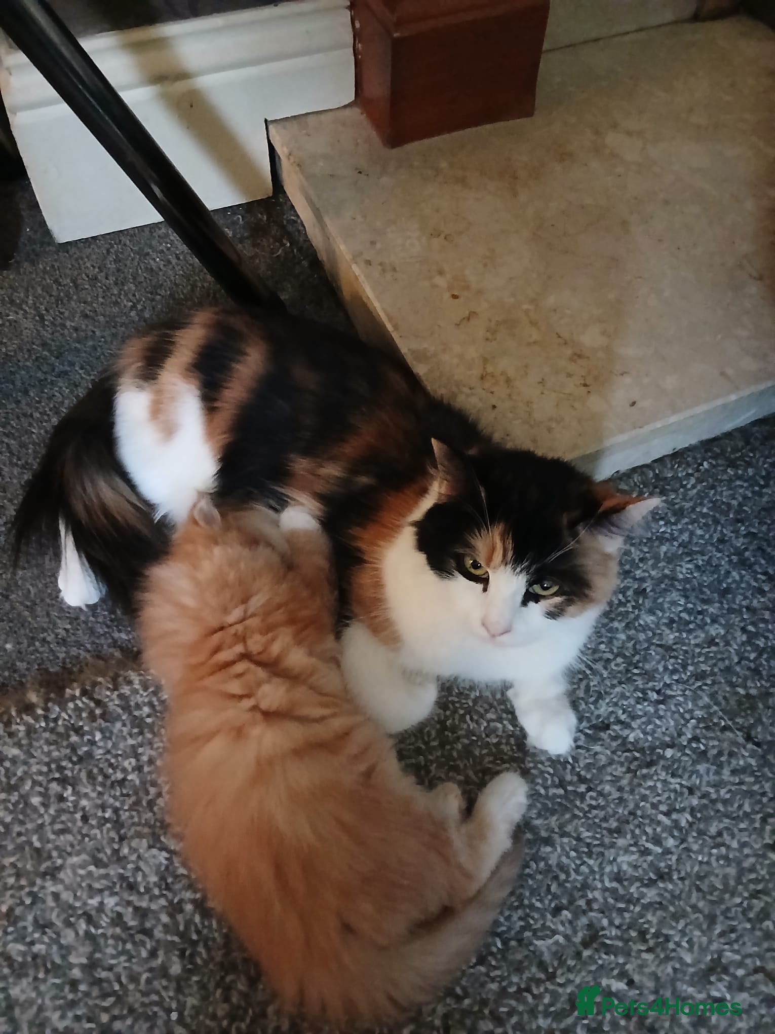 Maine Coon cats Maine Coon Kitten - Red/silver - Advert 5