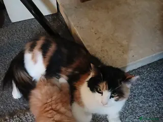 Maine Coon cats Maine Coon Kitten - Red/silver - Advert 5