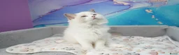 Ragdoll cats for sale: blue bicolour boys and girls available  - Advert 12