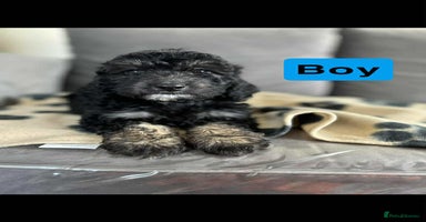Cockapoo dogs - Advert 5