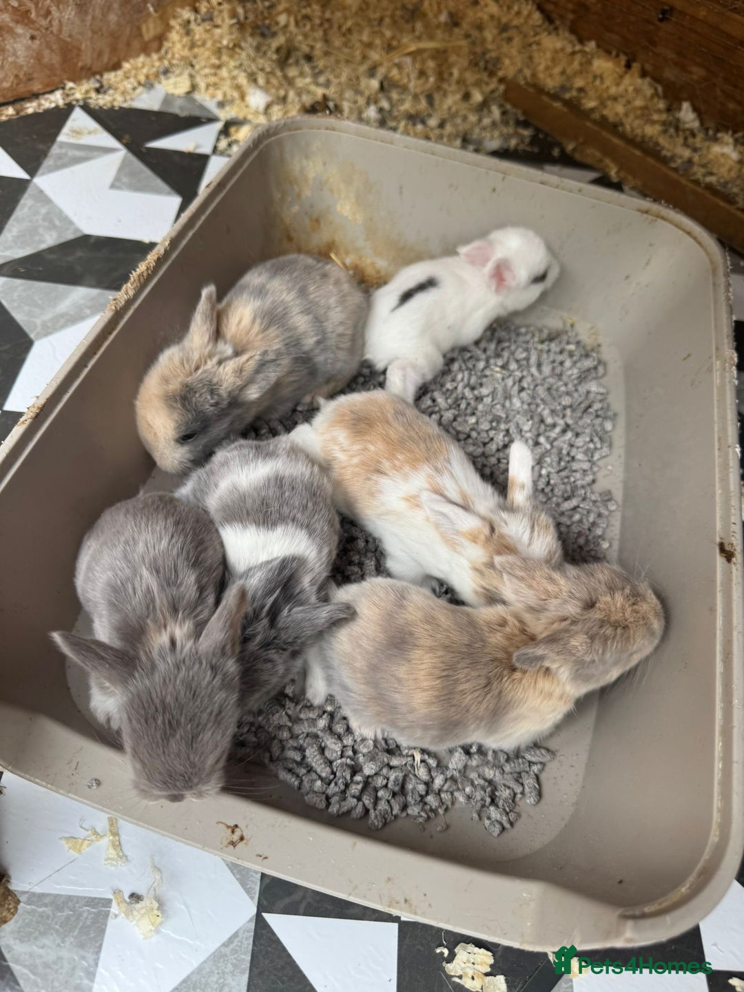 Mini Lop rabbits for sale: Mini Lops & Mini Lion Lops. Separate litters - Image 14