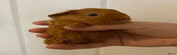 Guinea Pig rodents for sale: Two beautiful baby Guinea pigs  in Caernarfon - Advert 2