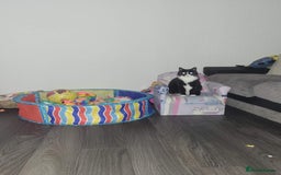 British Longhair cats for sale: FEMALE Cat 6yrs old (Minnie) - Image 8