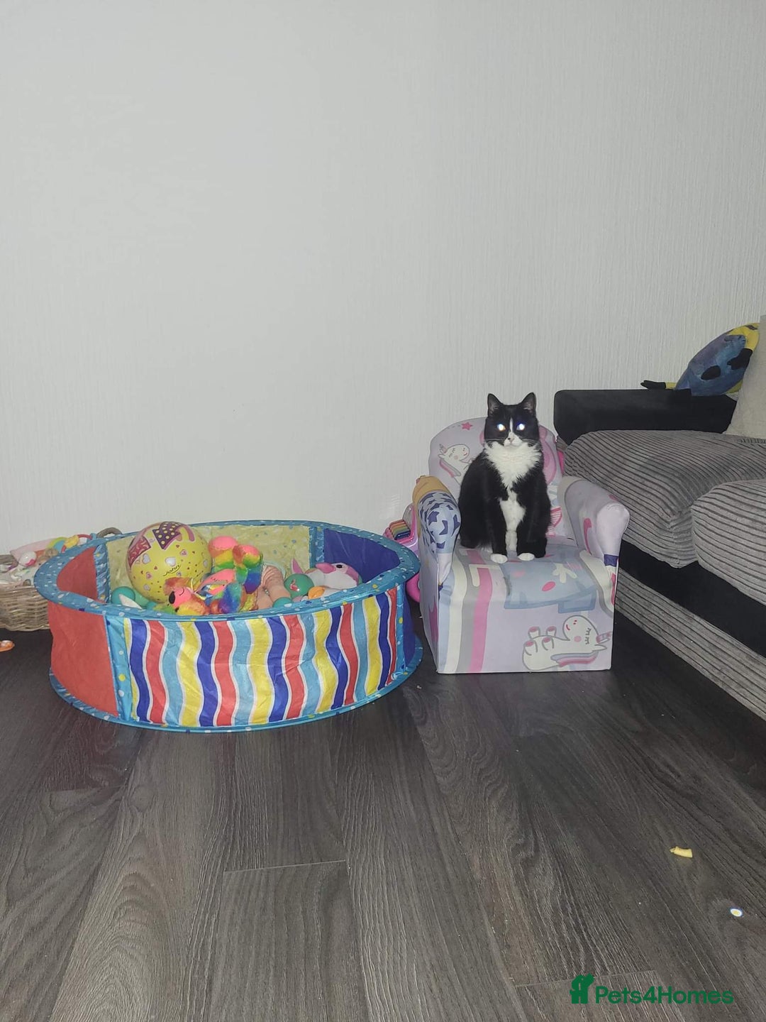 British Longhair cats for sale: FEMALE Cat 6yrs old (Minnie) - Image 8