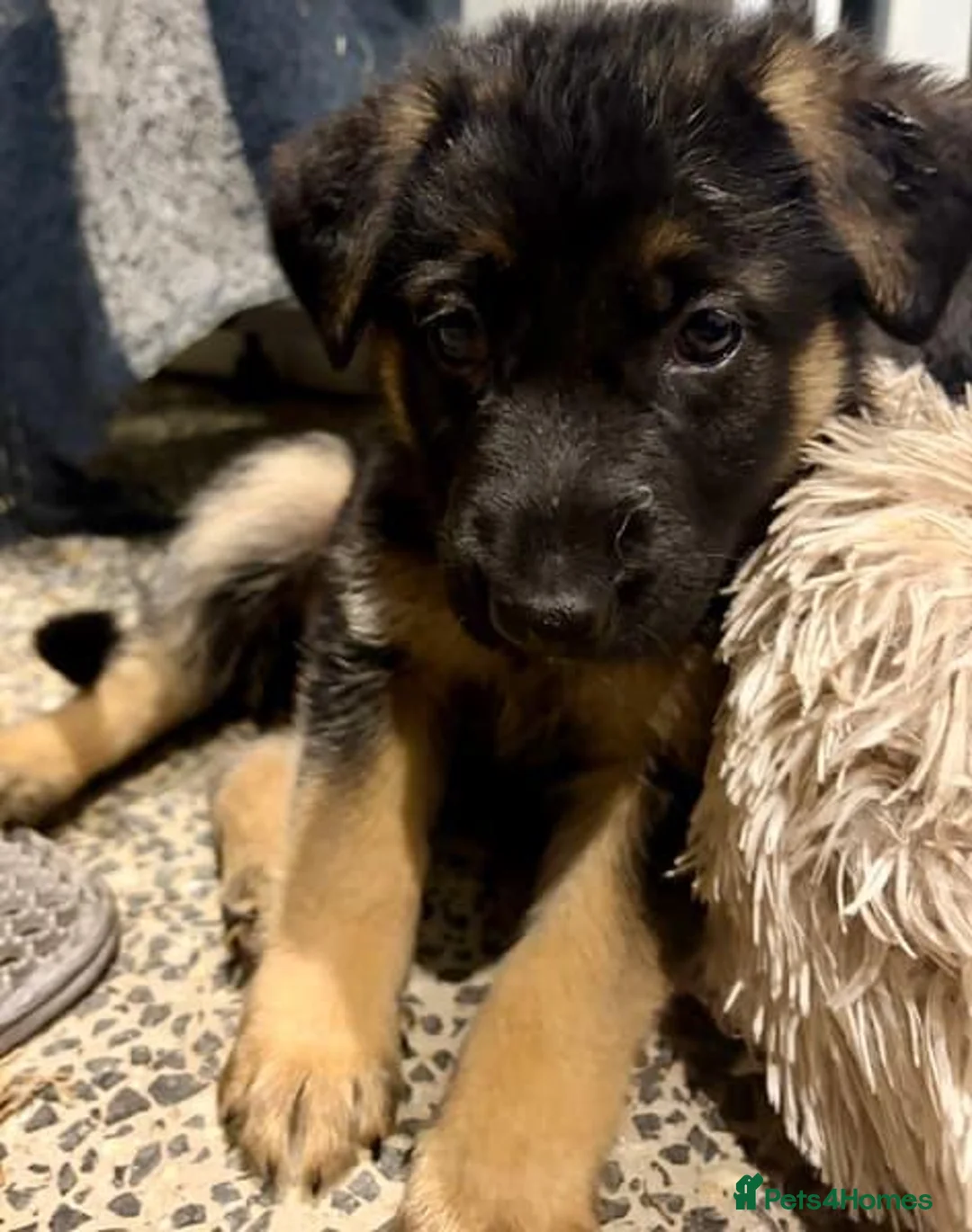 German Shepherd dogs for sale: German Shepherd Puppies Looking for Loving Homes - Advert 4