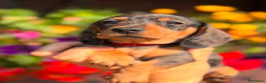 Miniature Dachshund 2