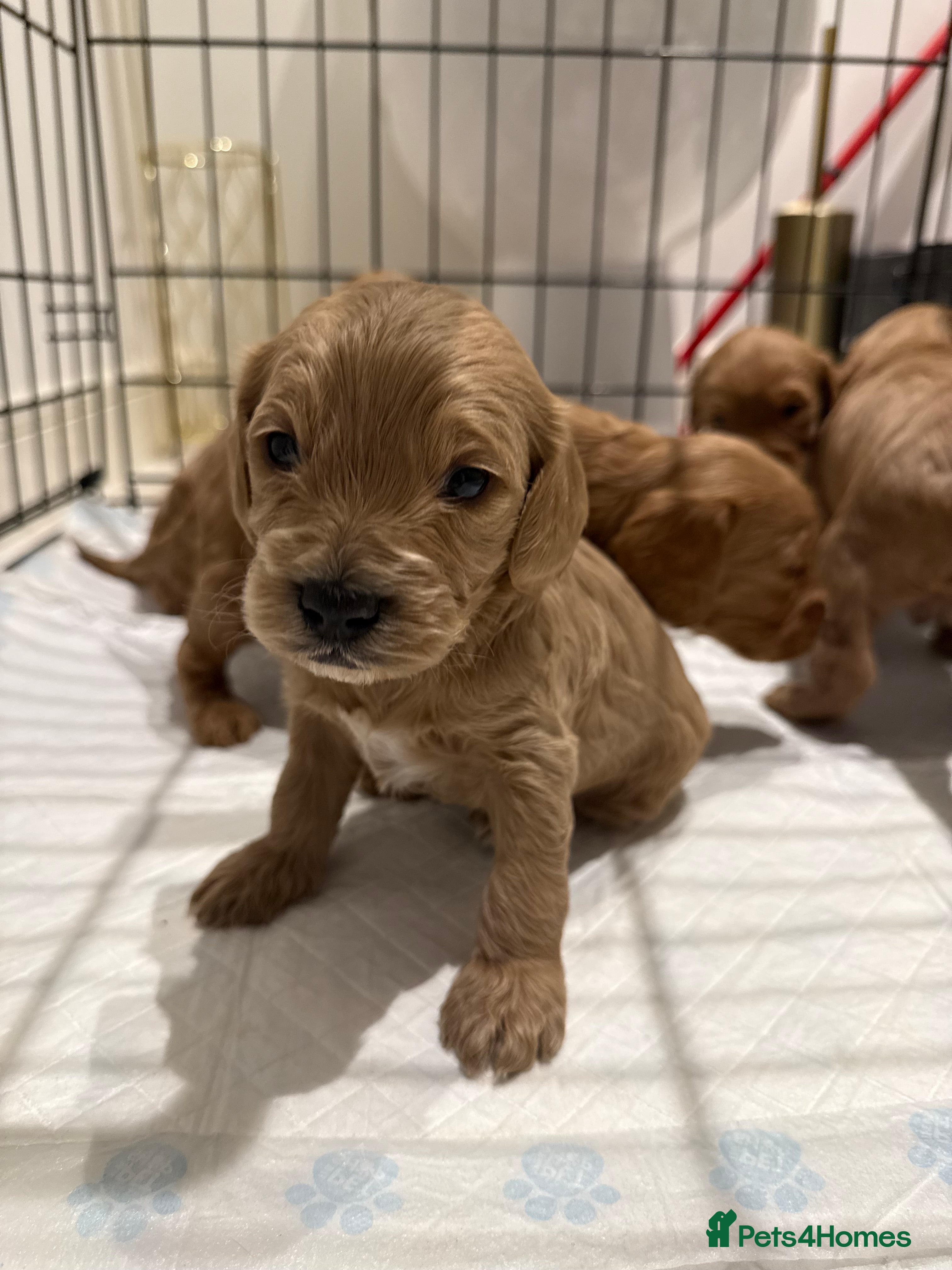 Cockapoo dogs 4 Beautiful Boys F1 Cockapoo puppies - Advert 10