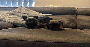 French Bulldog dogs - Advert 4