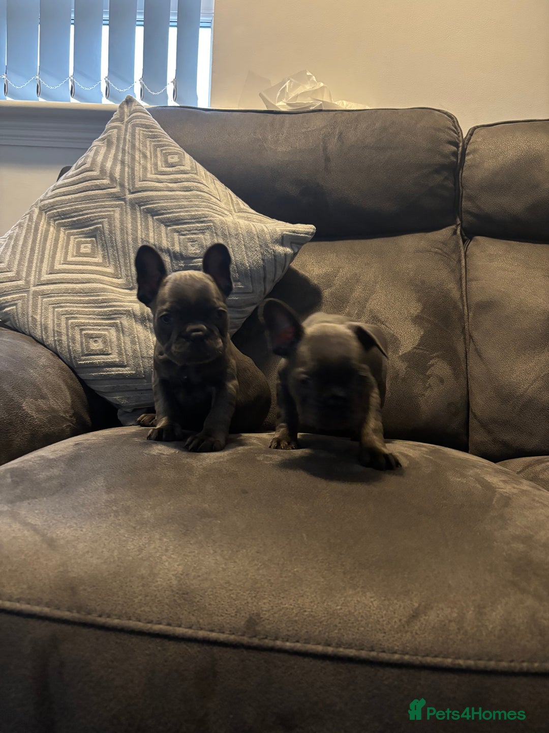 French Bulldog dogs for sale: French bulldogs puppies  - Image 5