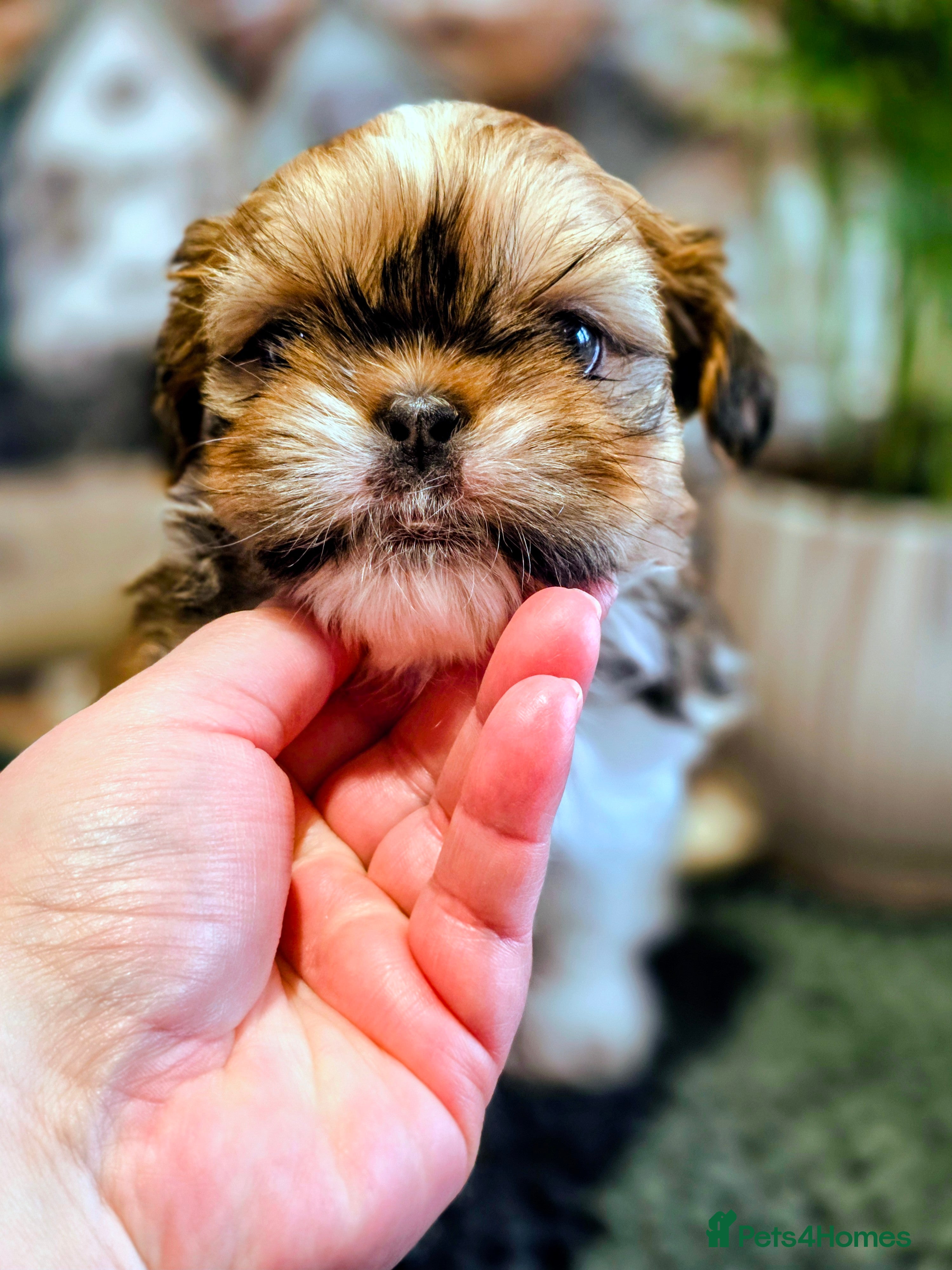 Shih Tzu dogs Shih tzu boy Casper is looking for a new mummy🐾 - Advert 15