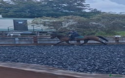 Irish Thoroughbred horses for sale: Unraced TB Gelding “Arthur” - Image 6