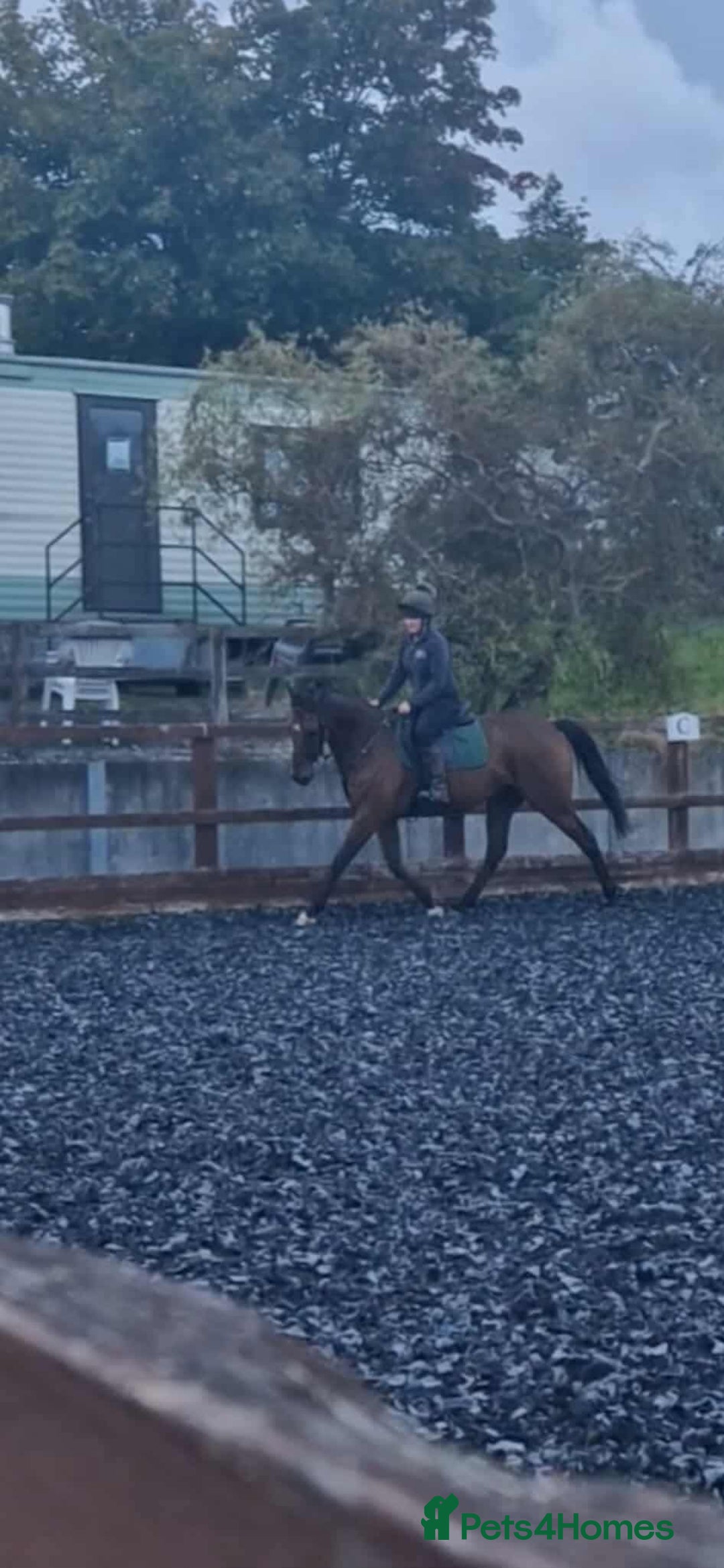Irish Thoroughbred horses for sale: Unraced TB Gelding “Arthur” - Image 6