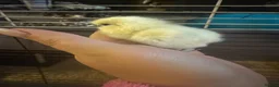 Chickens poultry for sale: Silkie chicks uk / USA  - Advert 2