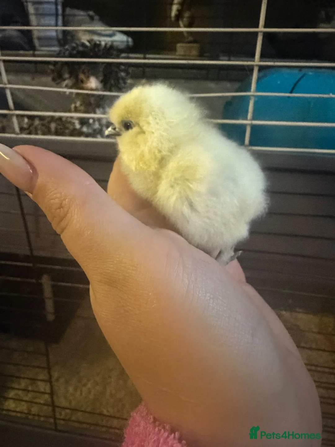 Chickens poultry for sale: Silkie chicks uk / USA  - Advert 2