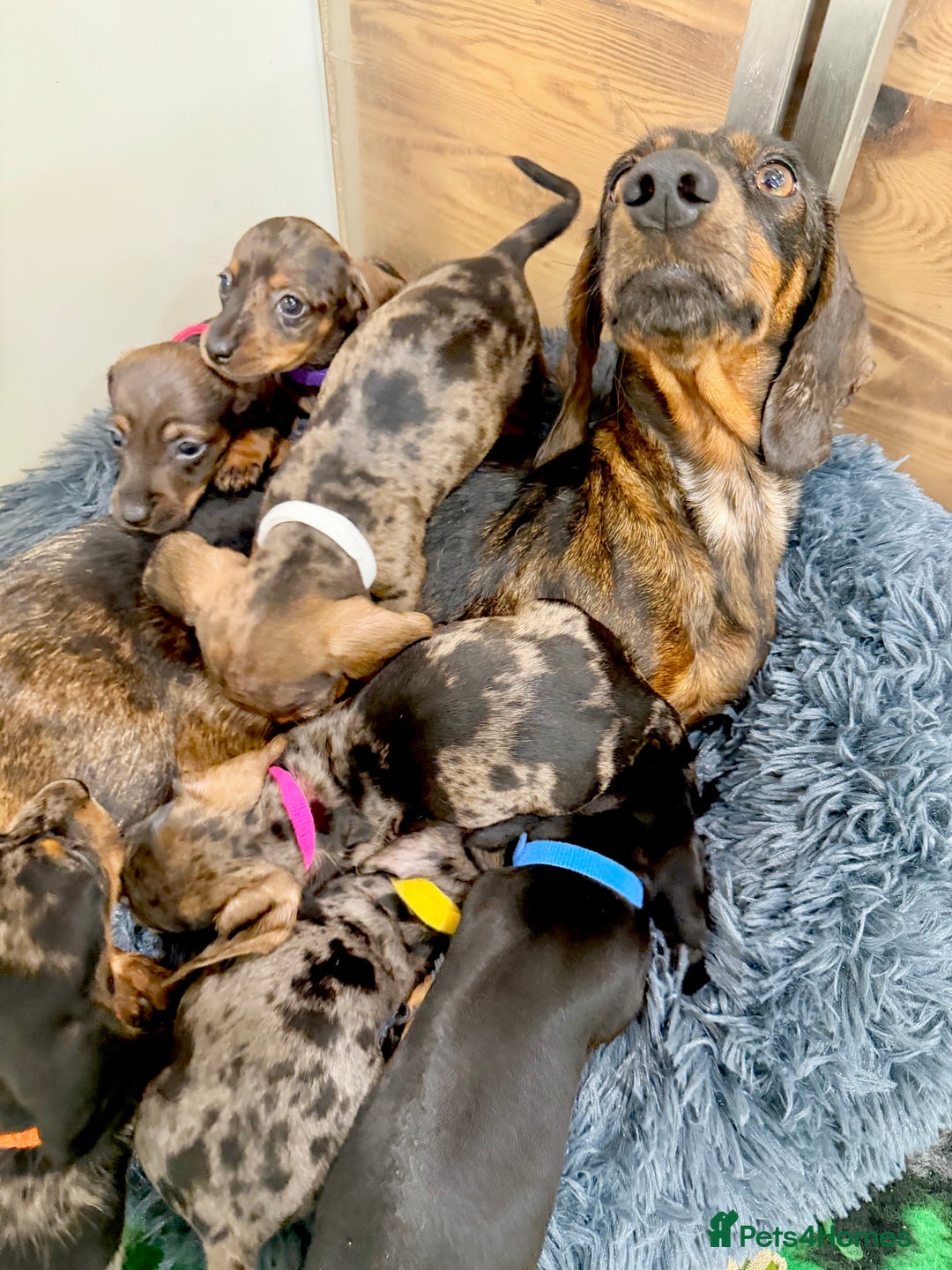 Miniature Dachshund dogs for sale: Beautiful bunch of girls /boy 🩷✨ Kc mini pups   - Image 12