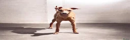 Italian Greyhound dogs for sale: KC REGISTERED ITALIAN GREYHOUND PUPPIES  in Oldham - Advert 2