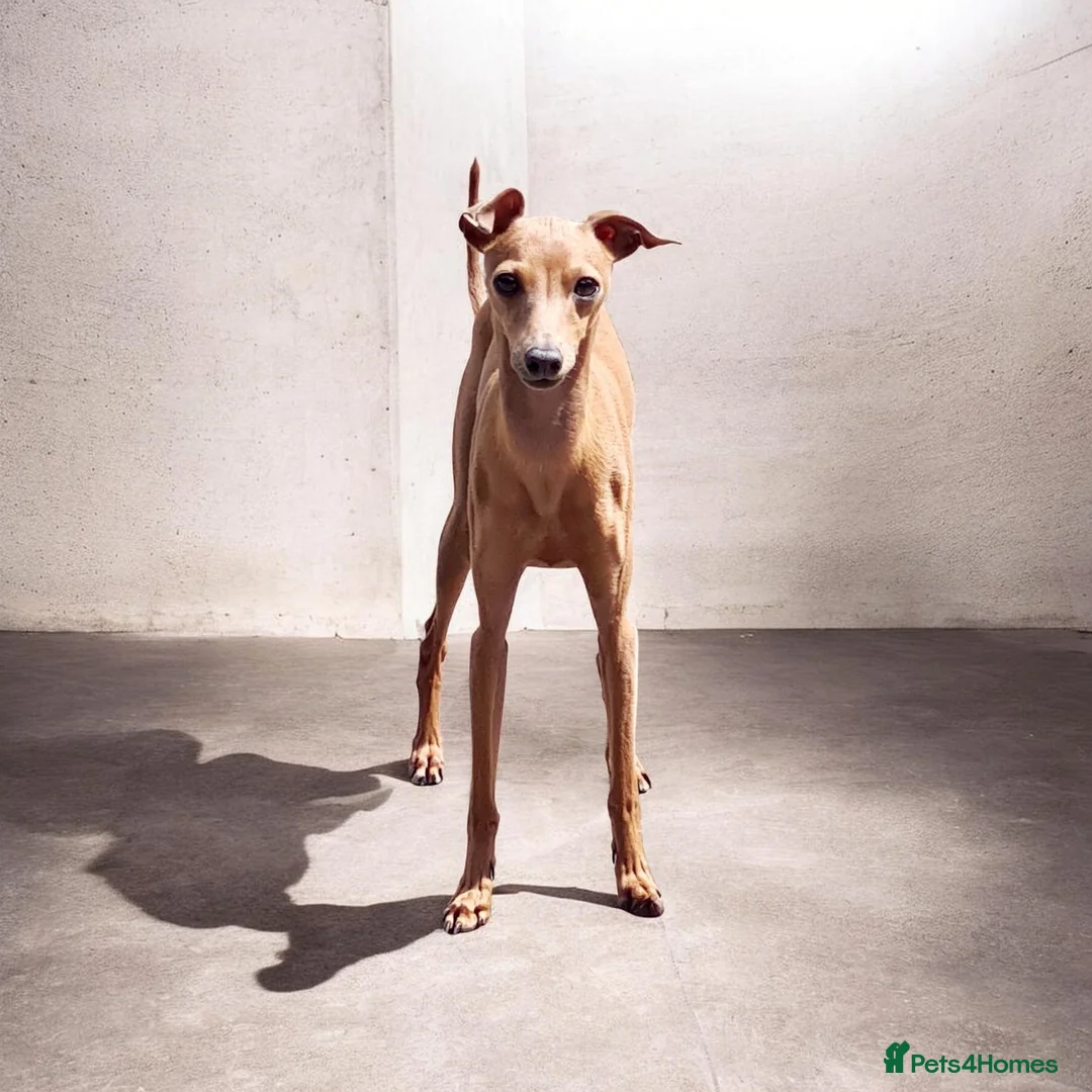 Italian Greyhound dogs for sale: KC REGISTERED ITALIAN GREYHOUND PUPPIES  in Oldham - Advert 2