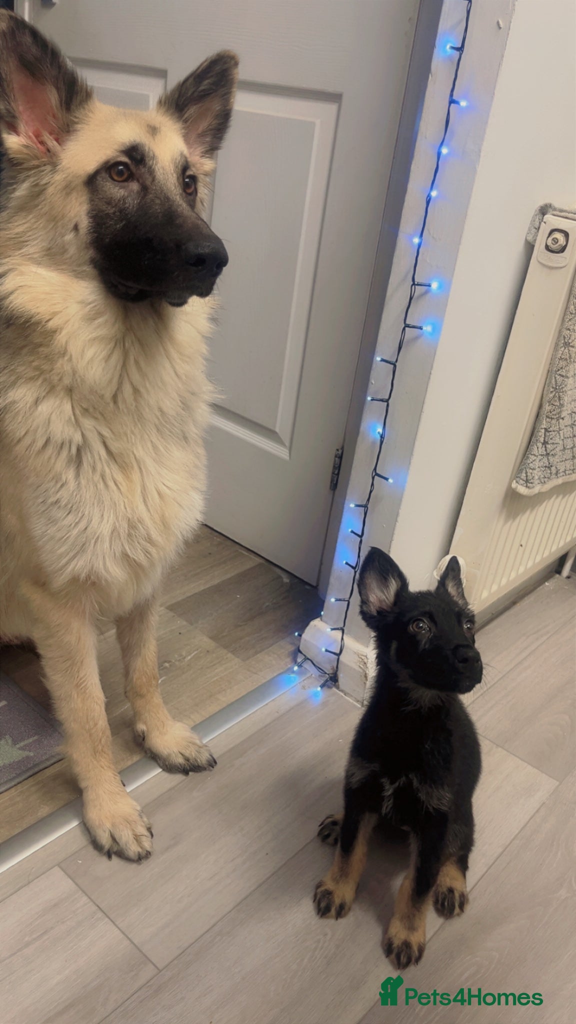 German Shepherd dogs 1 year German Sheperd  - Advert 1