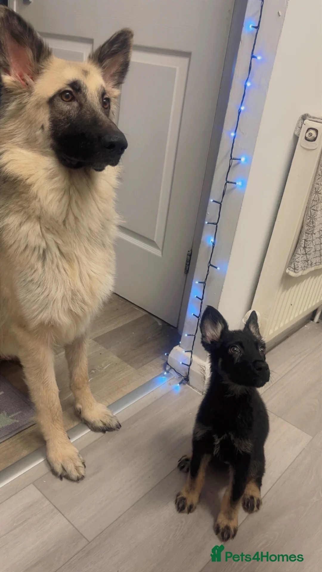 German Shepherd dogs for sale: 1 year German Sheperd  in Grimsby - Advert 1