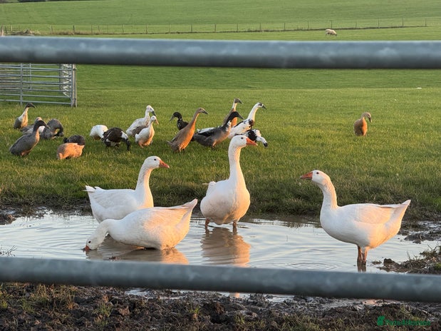 Geese poultry - Advert 1