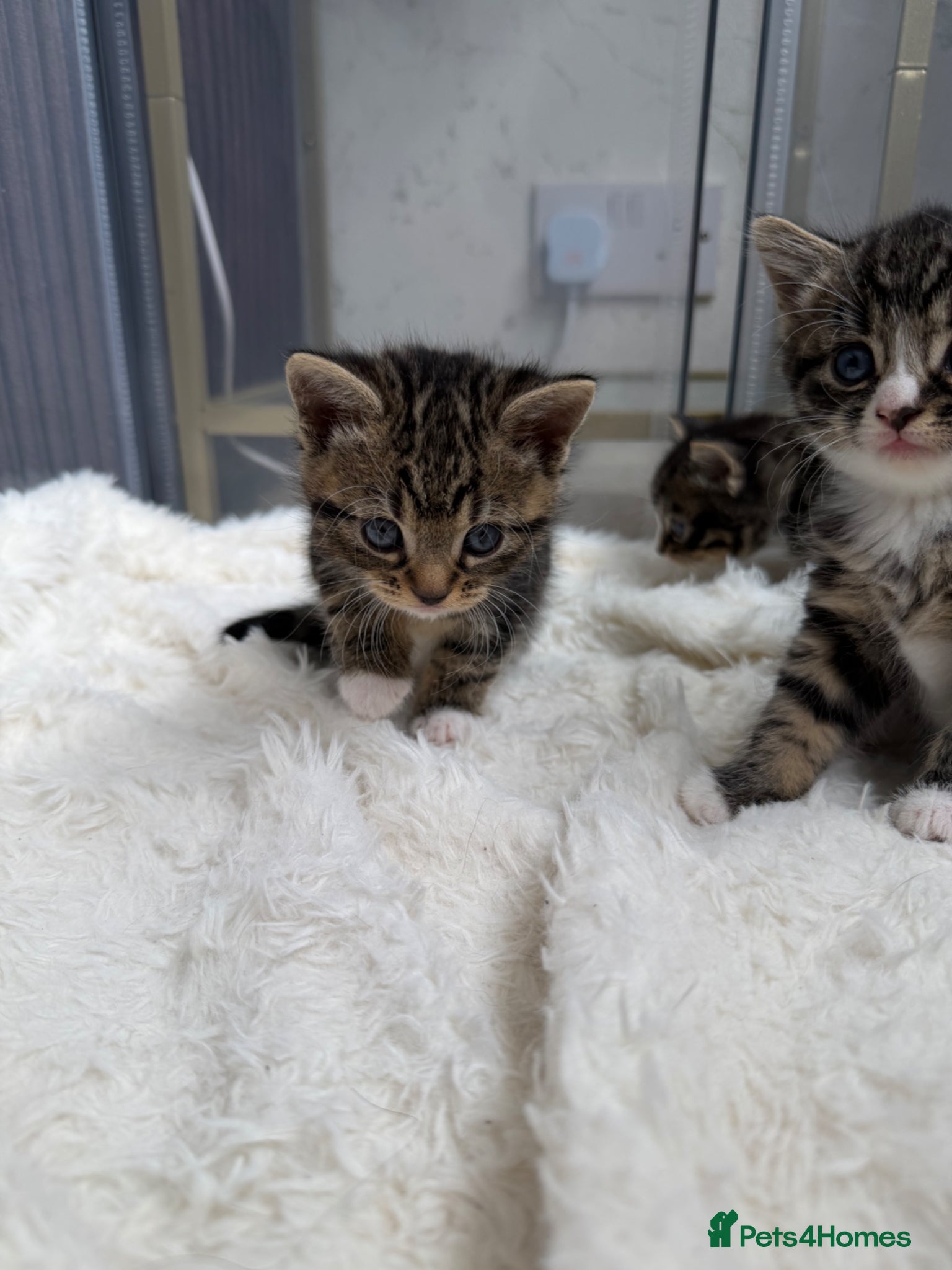 Domestic Shorthair cats for sale: Adorable tabby cats  in Reading - Advert 6