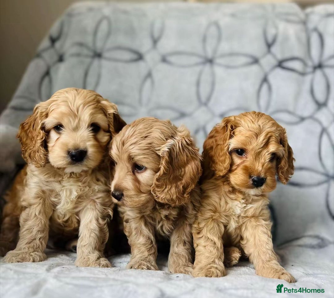 Cockapoo dogs for sale: Beautiful cockapoo puppies  - Advert 3