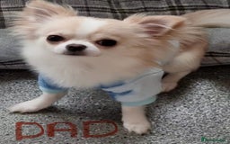 Chihuahua dogs for sale: Small Teacup Chihuahua (Russian/Portuguese lines) - Image 6
