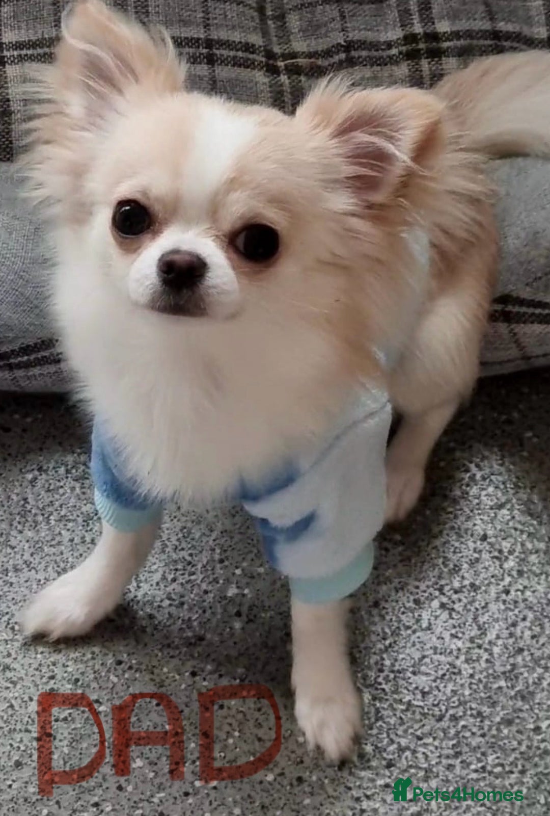 Chihuahua dogs for sale: Small Teacup Chihuahua (Russian/Portuguese lines) - Image 6