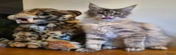 Maine Coon cats for sale: 😻 Blue Tabby Maine Coon XXL Russian Line Female  - Advert 7